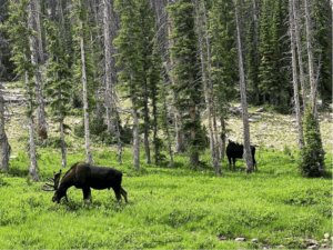 Two bull moose at Balding Mountain Pass in Utah. Spotted on a Jeep ride.